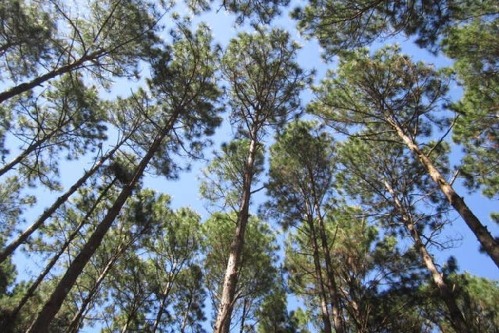 Bangalos Florianópolis المظهر الخارجي الصورة